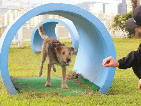 毛小孩在狗公園中玩耍需要主人在旁照應，可避免狗狗產生衝突，還可藉機訓練狗狗。（攝影／劉威震）