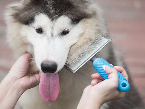 幫狗狗梳洗打理一番，讓牠們帥氣過好年。（圖／Shutterstock提供）