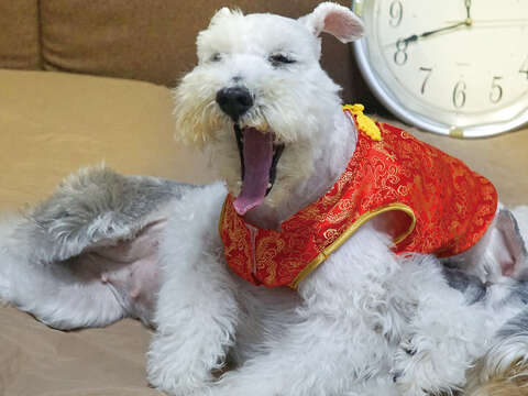 為狗狗換上應景新衣迎新年。(圖/Shutterstock提供)
