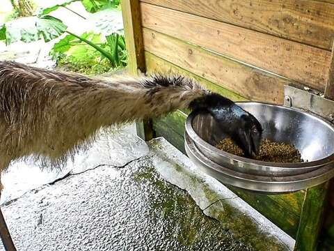 慎選好伴侶戀愛不NG~動物界優質情人大公開！