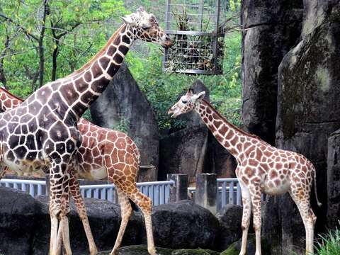慎選好伴侶戀愛不NG~動物界優質情人大公開！
