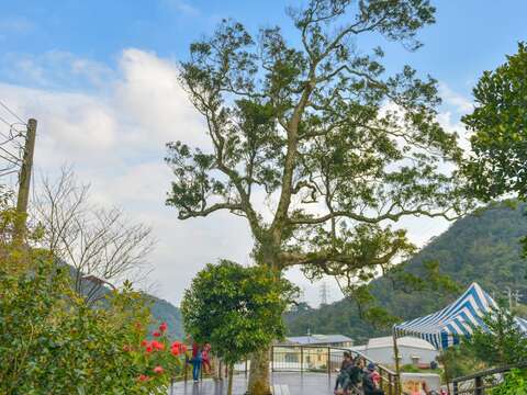 春節年假遊白石湖　同心池紅妝迎新春
