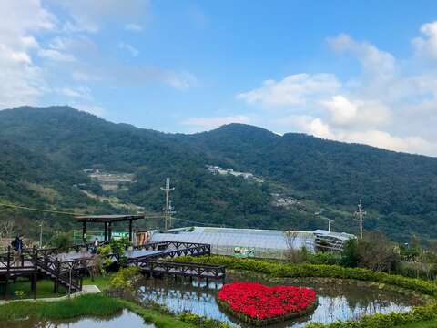 春節年假遊白石湖　同心池紅妝迎新春