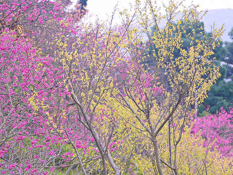 2018 Yangmingshan Flower Season Kicks off