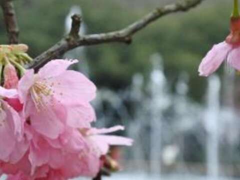 賞櫻佐茶香、書香 陽明山給你風雅一日遊
