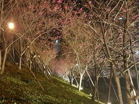 終曲人不散 樂活公園3/3賞夜櫻聽音樂