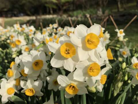 陽明山群芳競艷 湖山綠地水仙花大爆發