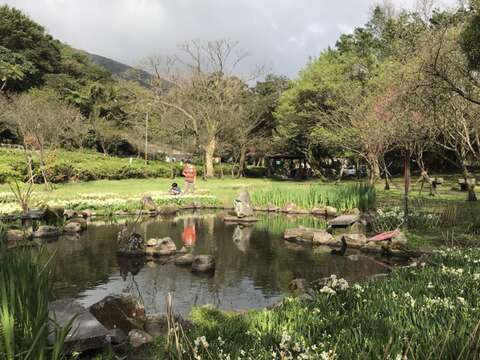 陽明山群芳競艷 湖山綠地水仙花大爆發