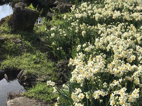陽明山群芳競艷 湖山綠地水仙花大爆發