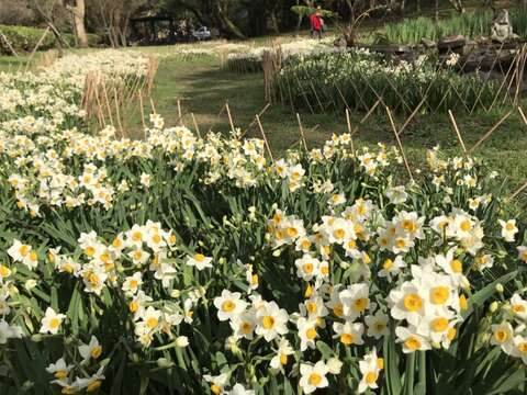 陽明山群芳競艷 湖山綠地水仙花大爆發
