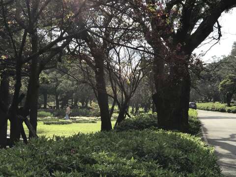 陽明山群芳競艷 湖山綠地水仙花大爆發