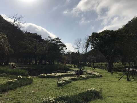 陽明山群芳競艷 湖山綠地水仙花大爆發