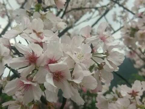 陽明山花開燦爛 親子彩繪留下美好回憶