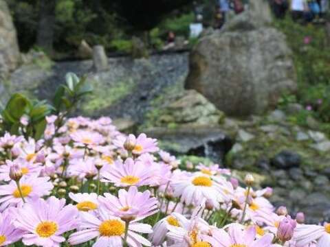 陽明山花開燦爛 親子彩繪留下美好回憶