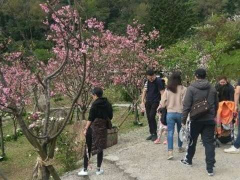 陽明山花開燦爛 親子彩繪留下美好回憶