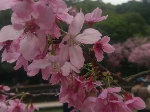 陽明山花開燦爛 親子彩繪留下美好回憶
