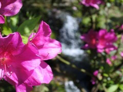 陽明山花開燦爛 親子彩繪留下美好回憶