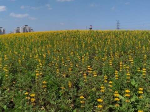 美拍來這裡 魯冰花攻佔關渡花海園區