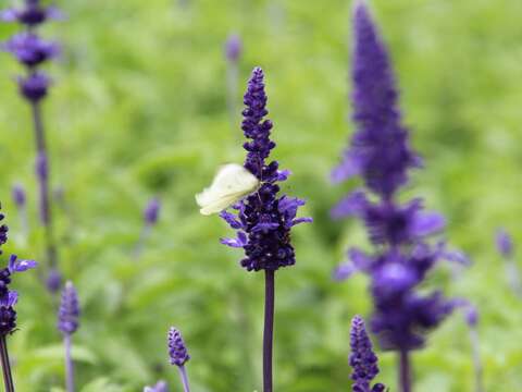 美拍來這裡 魯冰花攻佔關渡花海園區