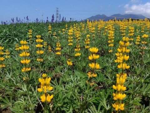 美拍來這裡 魯冰花攻佔關渡花海園區