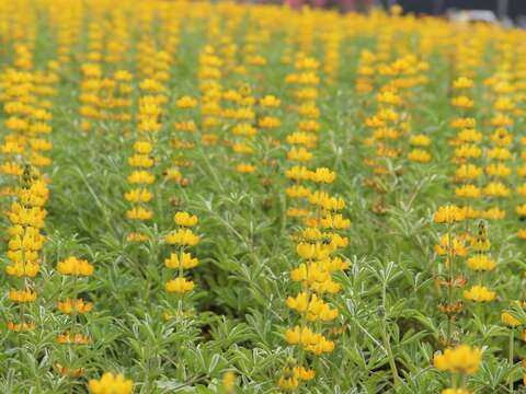 美拍來這裡 魯冰花攻佔關渡花海園區