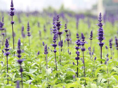 美拍來這裡 魯冰花攻佔關渡花海園區