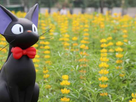 美拍來這裡 魯冰花攻佔關渡花海園區