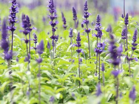 美拍來這裡 魯冰花攻佔關渡花海園區