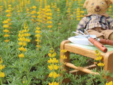 美拍來這裡 魯冰花攻佔關渡花海園區