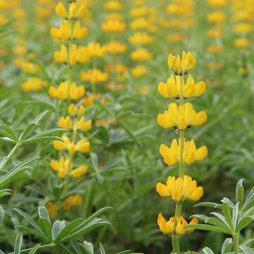 美拍來這裡 魯冰花攻佔關渡花海園區