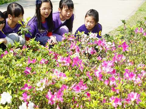 大安森林公園杜鵑花已綻放，吸引不少遊客欣賞