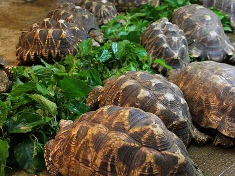 氣候溫暖宜人時，緬甸星龜才會顯得食慾大增