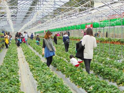 2017年草莓園觀光採果情況