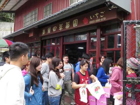 為2017年草莓園入場採果情形