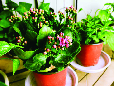 花卉和盆栽不僅可以美化生活環境，心情也跟著好了起來（圖／Shutterstock提供）