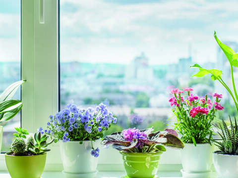 窗邊擺放幾盆美麗植栽，伴隨陽光灑落，居家生活更有朝氣。（圖／Shutterstock提供）