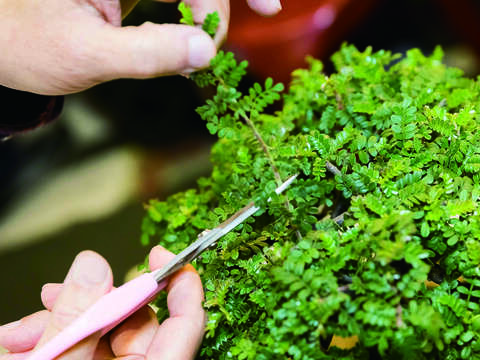 適時修剪是維持植物健康的小撇步。(攝影/劉德媛)