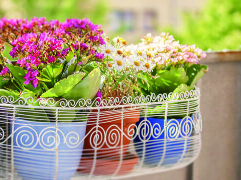 各種類型的植物，可營造出不同的生活氛圍。（圖／Shutterstock提供）