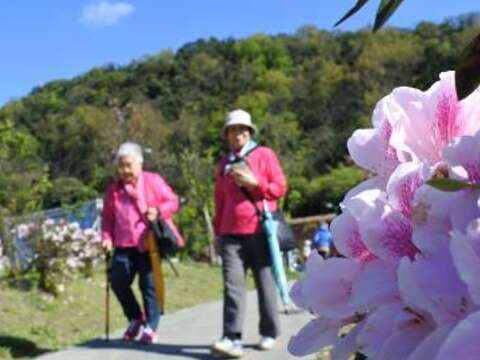 櫻花溪流區旁杜鵑盛花