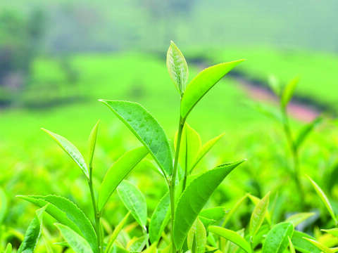台灣各項地理條件均適合茶樹生長。（圖／Shutterstock提供）