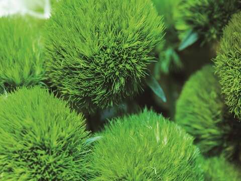 TAIPEI 春季号 2018 Vol.11 平凡なものを 素敵に変える  デザイナーの手が創る 生活のぬくもり