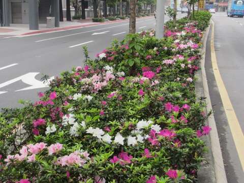 三月春暖杜鵑開滿城 處處叮嚀記得說愛