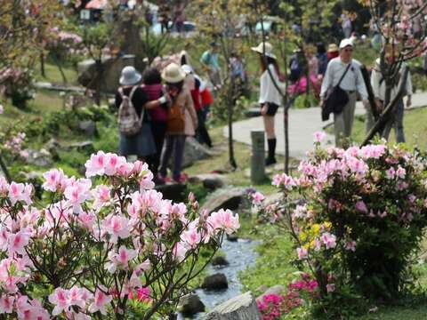三月春暖杜鵑開滿城 處處叮嚀記得說愛