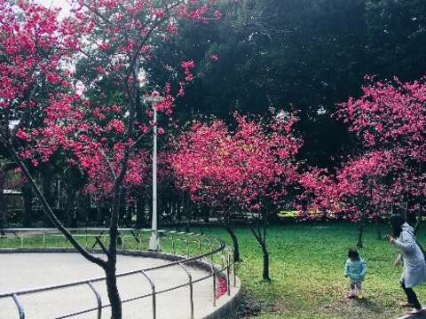 隱藏版賞櫻公園 士林在地人的祕密