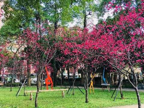 隱藏版賞櫻公園 士林在地人的祕密