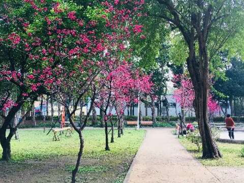 隱藏版賞櫻公園 士林在地人的祕密