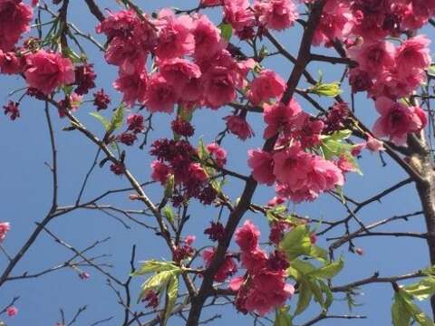 隱藏版賞櫻公園 士林在地人的祕密
