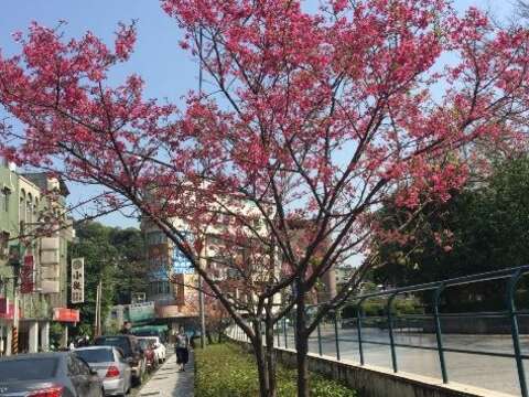 隱藏版賞櫻公園 士林在地人的祕密