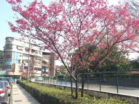 隱藏版賞櫻公園 士林在地人的祕密