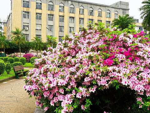 2018台北杜鵑花季 打卡地點特搜
